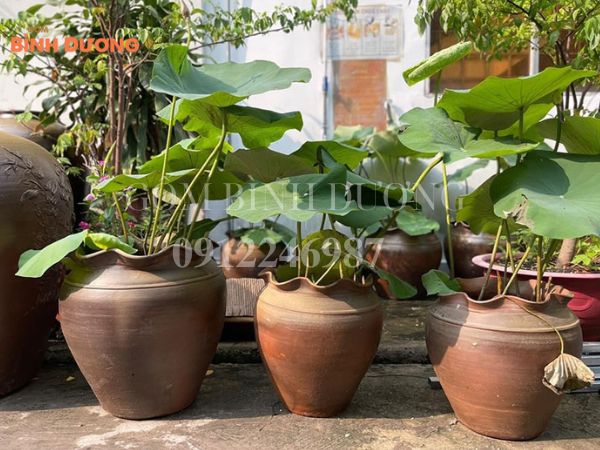 chậu đất trồng cây