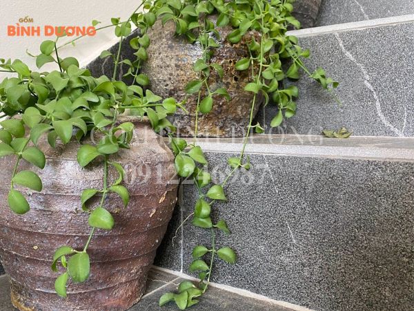chậu cây để cầu thang 