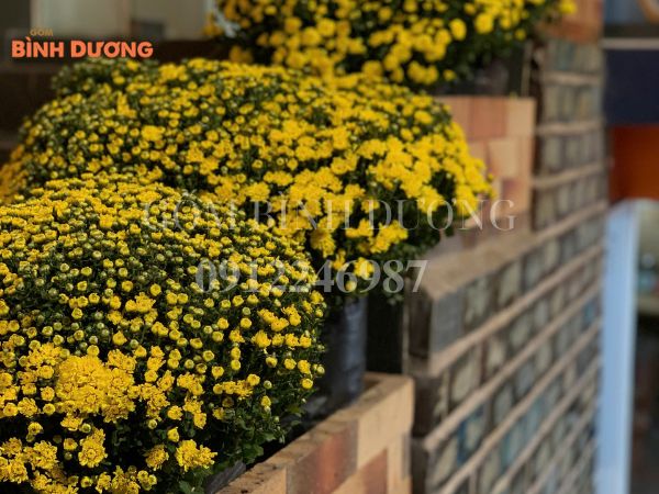 chậu cây để cầu thang ở vị trí nào