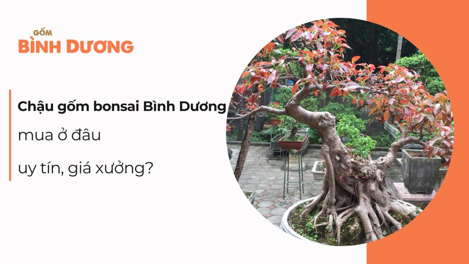 Mua chậu gốm bonsai Bình Dương ở đâu uy tín, giá xưởng?