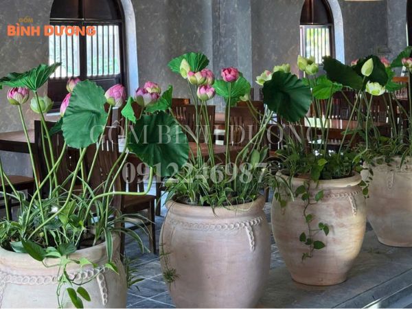 cung cấp chậu gốm sỉ