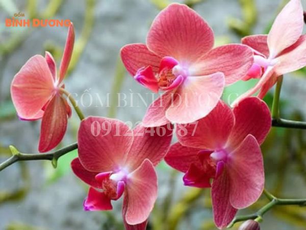 chậu gốm Bình Dương trồng lan đẹp