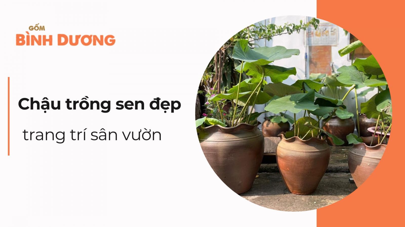 Bán chậu trồng sen đẹp, trang trí sân vườn sang trọng