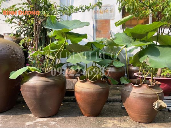 chậu cây cảnh cỡ lớn giá bao nhiêu