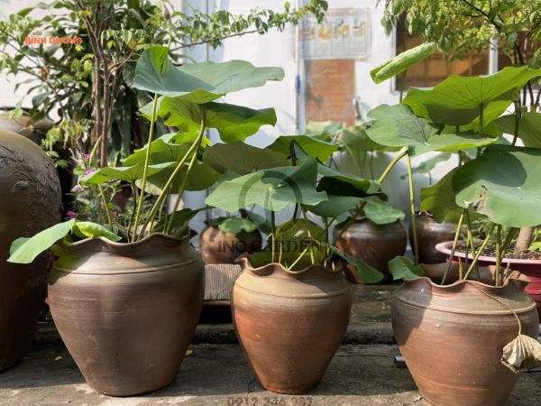 Lu đất trồng cây có tốt không? So sánh với chậu nhựa và chậu sứ