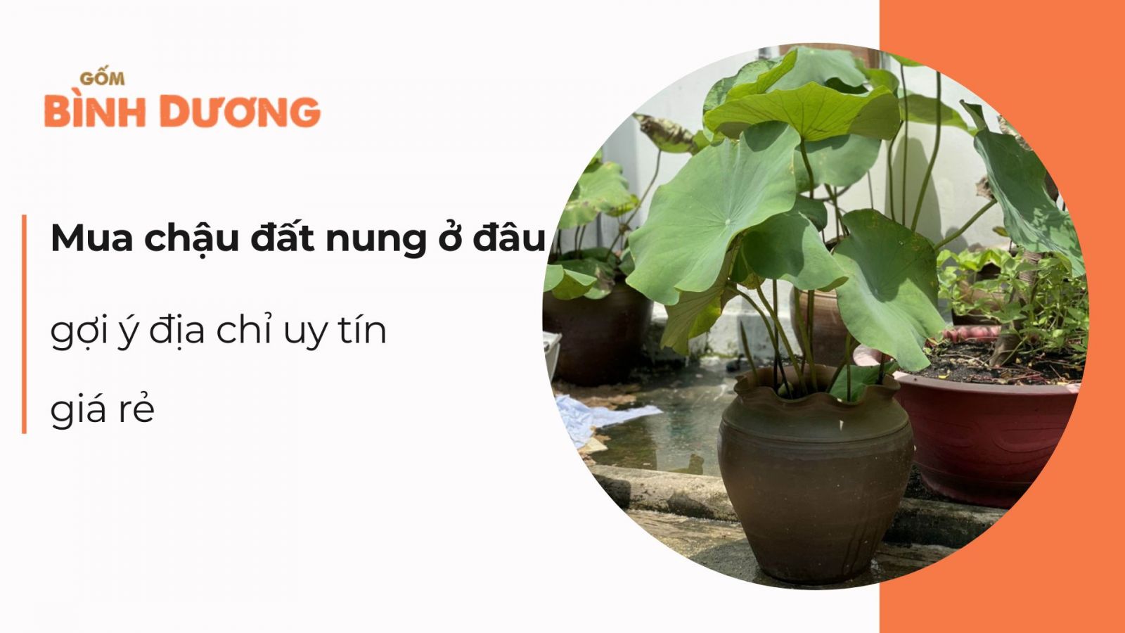 Mua chậu đất nung ở đâu? Gợi ý địa chỉ uy tín, giá rẻ
